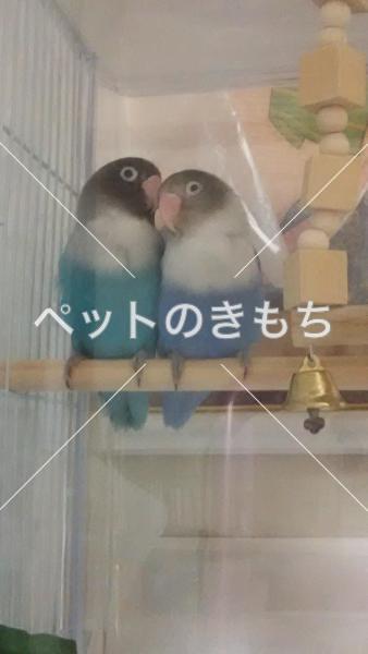 迷子鳥の画像