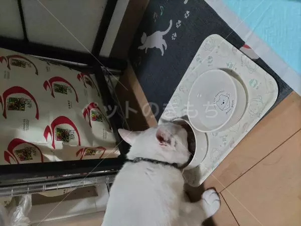 コメントの画像