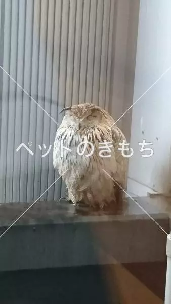 保護鳥の画像