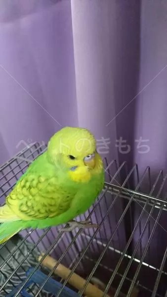 保護鳥の画像