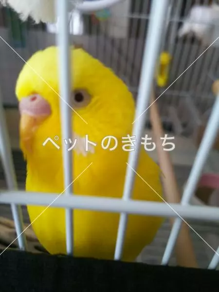 迷子鳥の画像