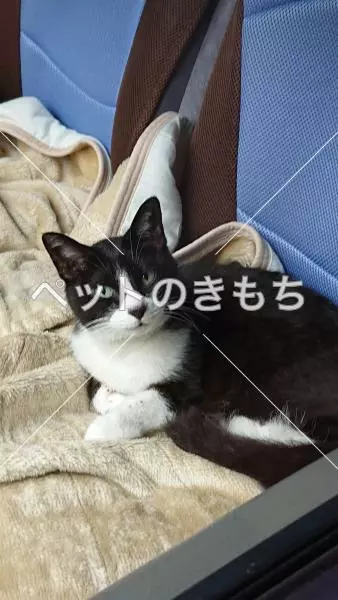 保護猫の画像
