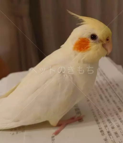 迷子鳥の画像