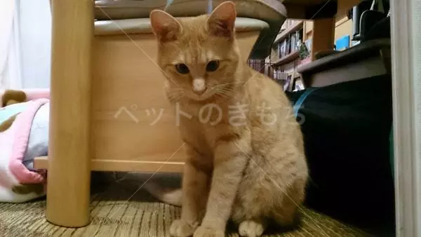 迷子猫の画像