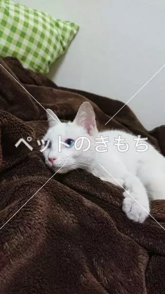 保護猫の画像