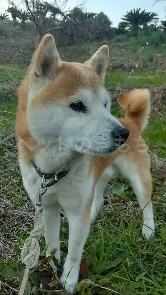 迷子犬の画像