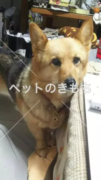 迷子犬の画像