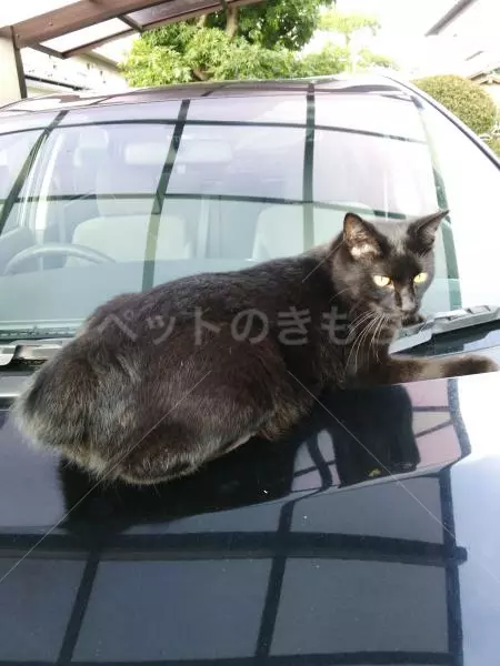 迷子猫の画像