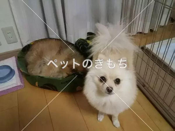 迷子犬の画像
