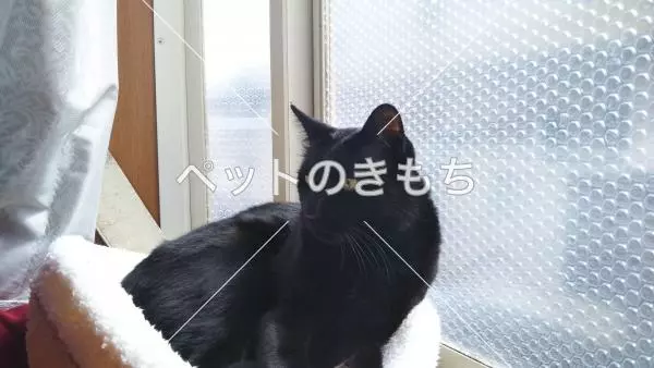 迷子猫の画像