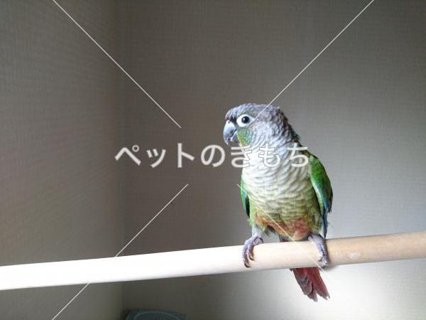 迷子鳥の画像