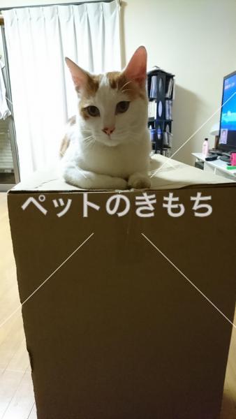 迷子猫の画像