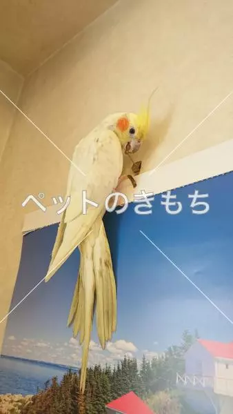 迷子鳥の画像