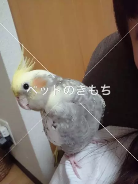 迷子鳥の画像