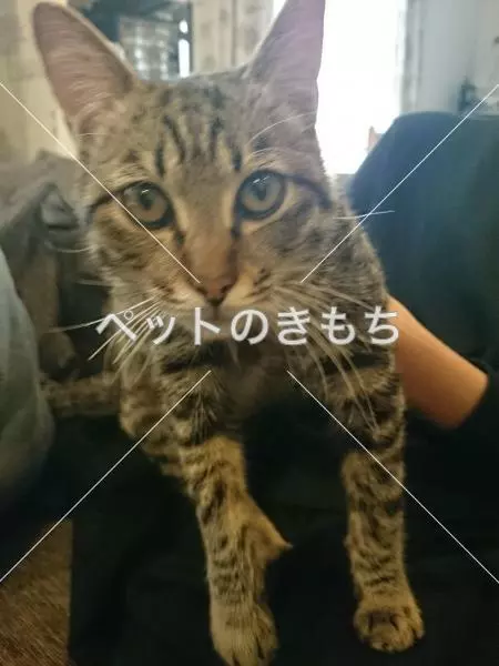 保護猫の画像
