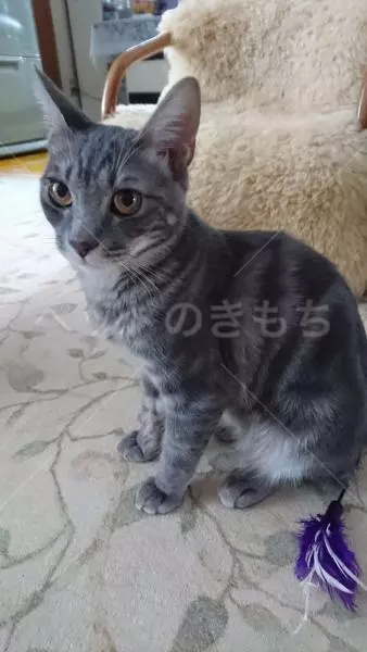 迷子猫の画像