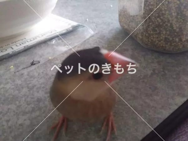 迷子鳥の画像