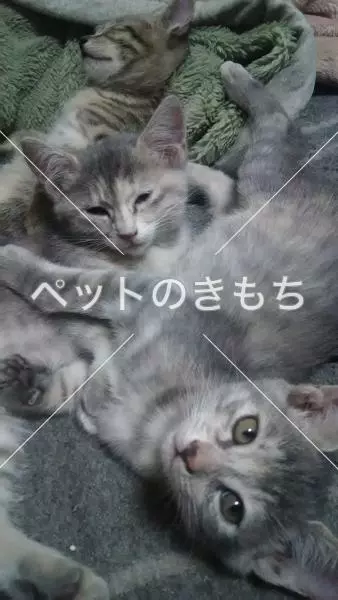 迷子猫の画像