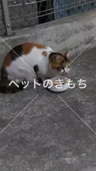 迷子猫の画像