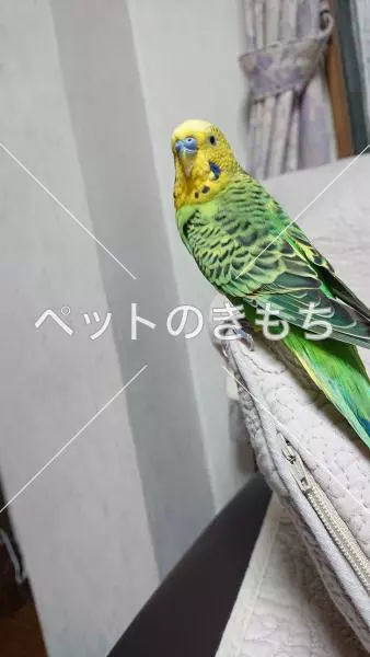 コメント投稿の画像