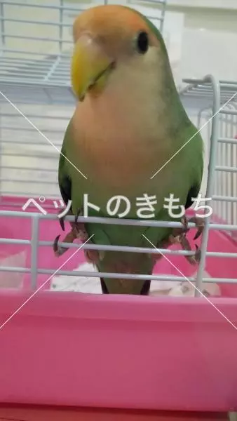 保護鳥の画像