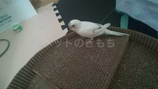迷子鳥の画像