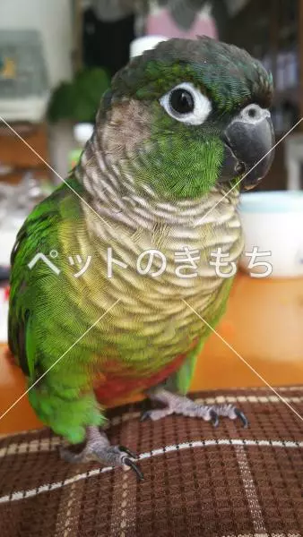 迷子鳥の画像