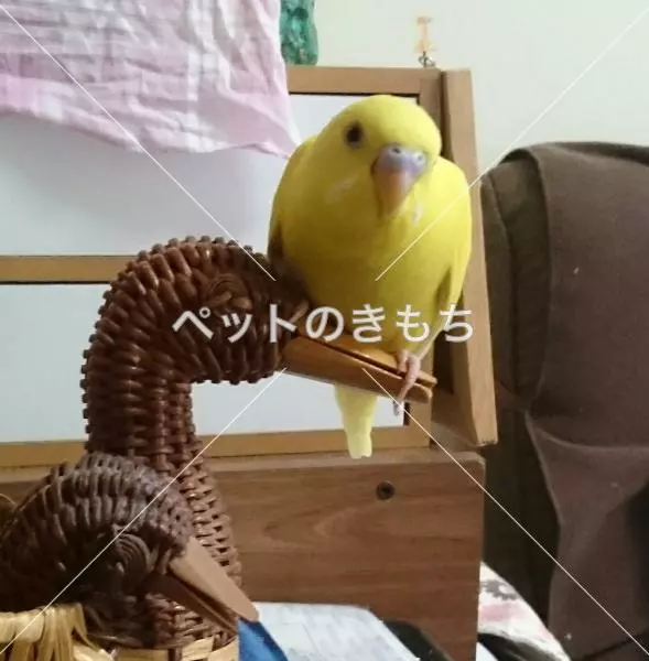 迷子鳥の画像