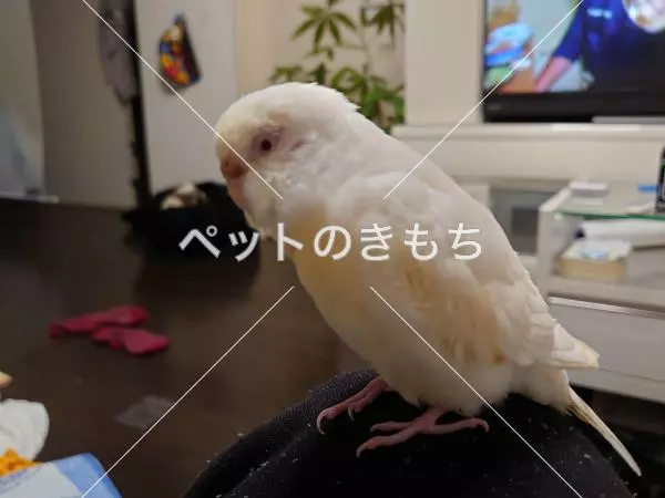 迷子鳥の画像