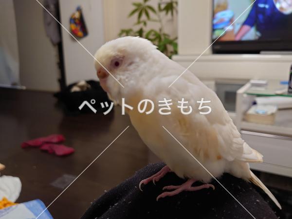 迷子鳥の画像