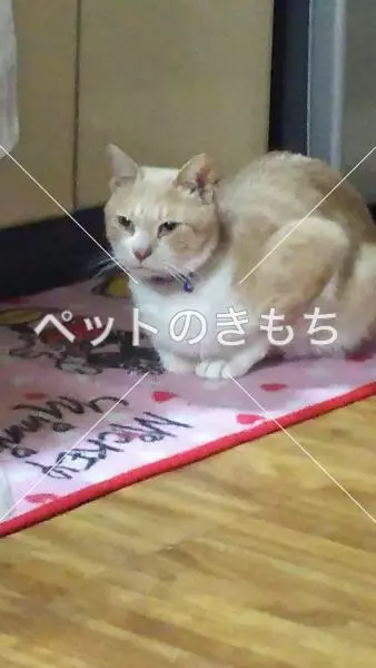 保護猫の画像