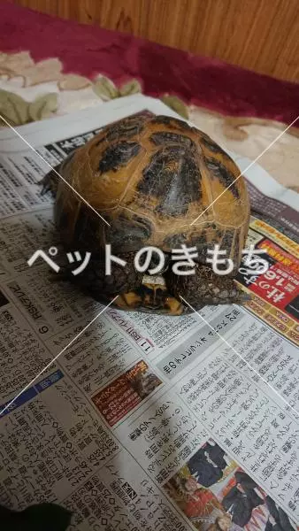 保護ペットの画像