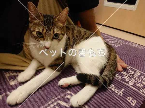 迷子猫の画像