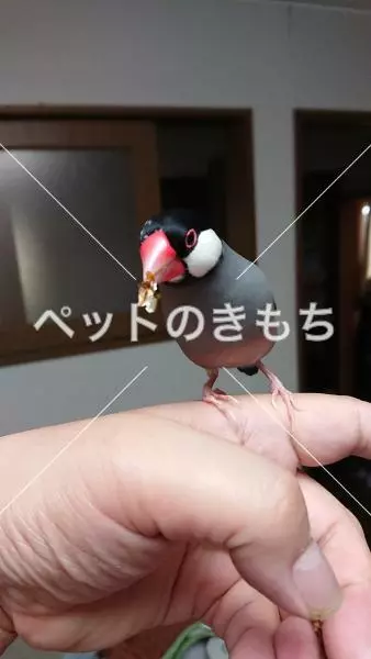 迷子鳥の画像