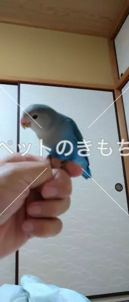 保護鳥の画像