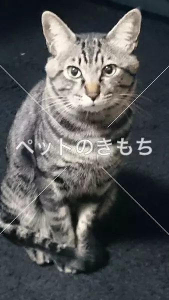 迷子猫の画像