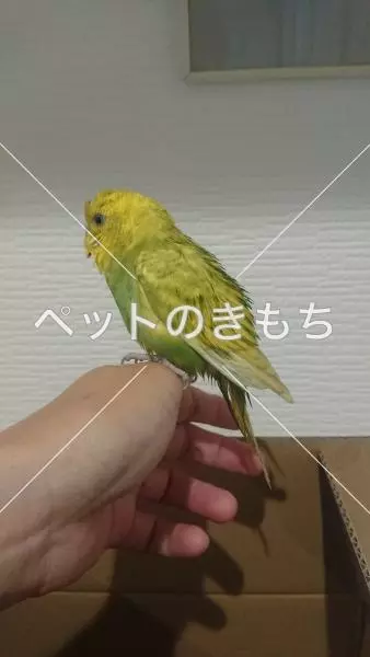 保護鳥の画像