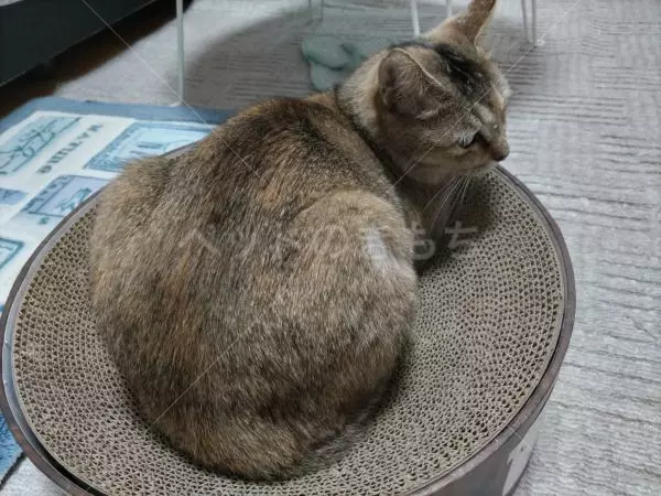 迷子猫の画像