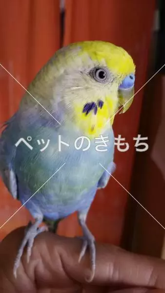 迷子鳥の画像