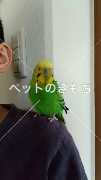 保護鳥の画像