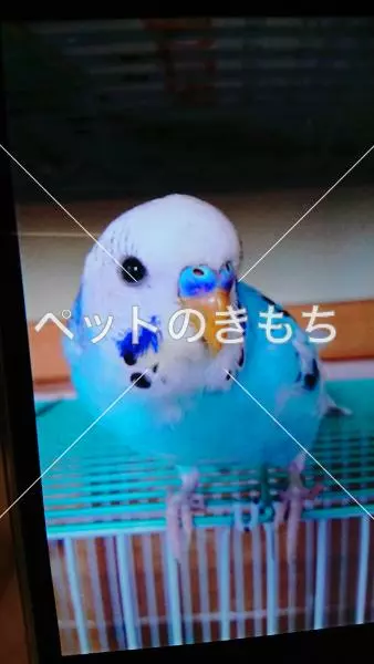迷子鳥の画像