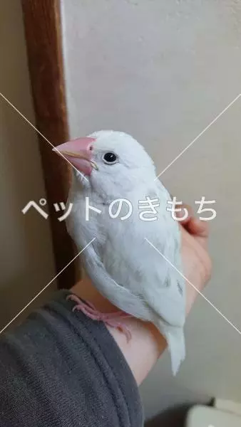 保護鳥の画像