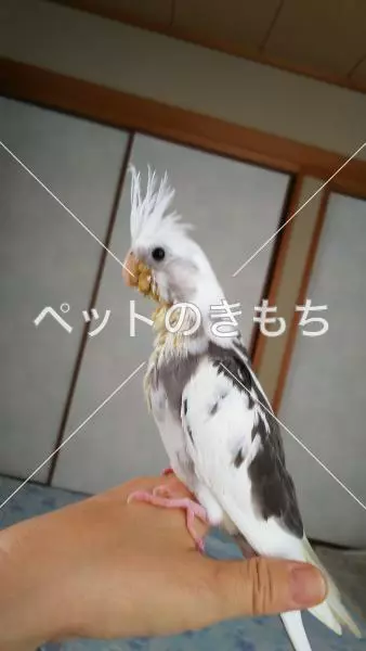 迷子鳥の画像