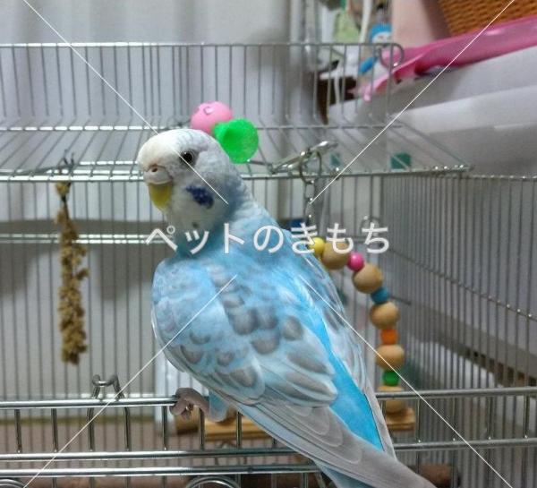 迷子鳥の画像