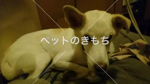 迷子犬の画像