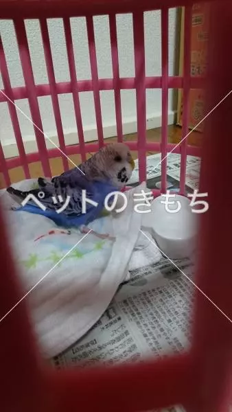 コメント投稿の画像