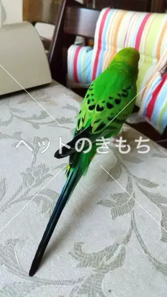 コメント投稿の画像