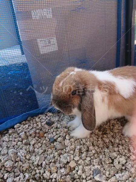 迷子ペットの画像