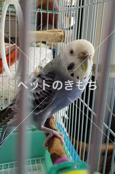 迷子鳥の画像