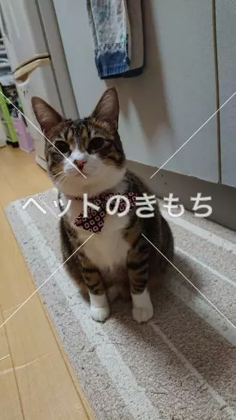 迷子猫の画像